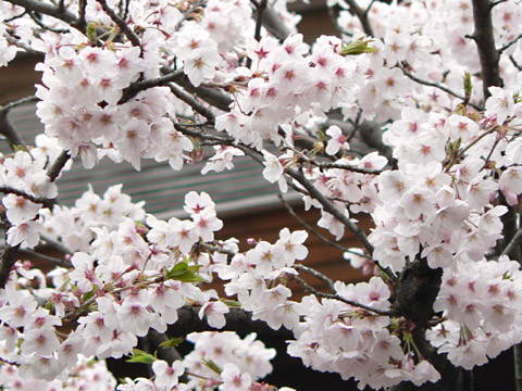 靖国神社 桜のアップ