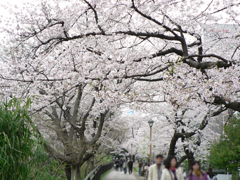 外濠公園 桜のアップ