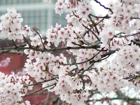 増上寺 桜のアップ