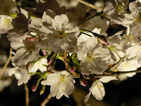 毛利庭園（夜）桜のアップ