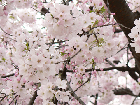 新宿御苑 桜のアップ