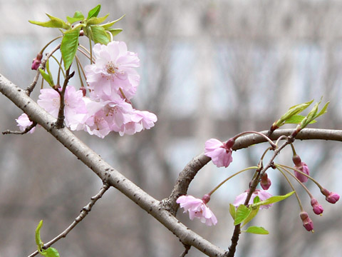 新宿中央公園 桜のアップ